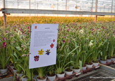 Het assortiment bij Inca Orchids bestaat uit meer dan 50 verschillende soorten.